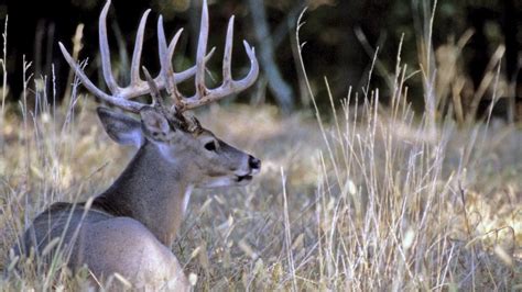 Kentucky deer hunters set record during modern gun season