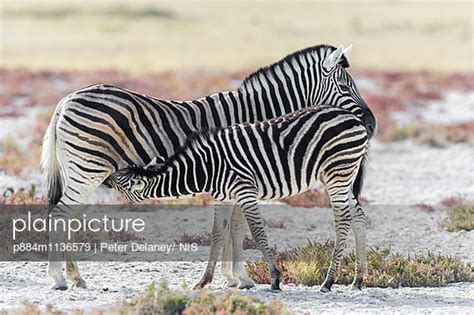 Zebra Foal Nursing Etosha National Park Namibia Stock Image