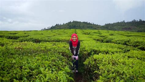 Kebun Teh Alahan Panjang Hamparan Yang Hijau Nan Asri