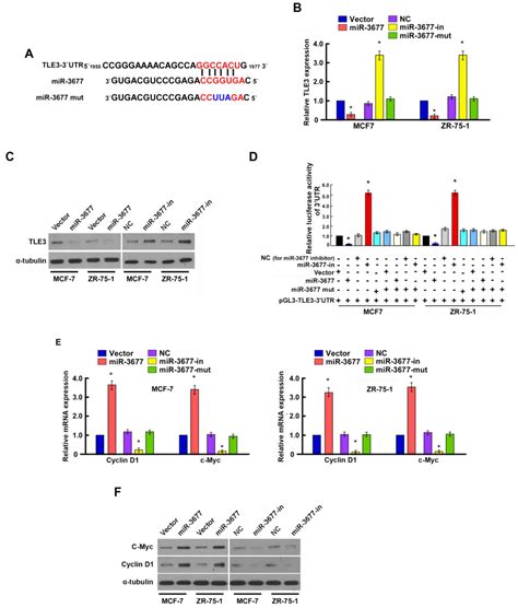 Targeting Of Tle By Mir In Human Breast Cancer Promotes Cell