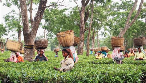 Sarbananda Sonowal Assam Land For Tea Rubber Plantation Telegraph India