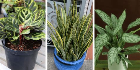 22 Hard To Kill Houseplants That Will Thrive In Your Home