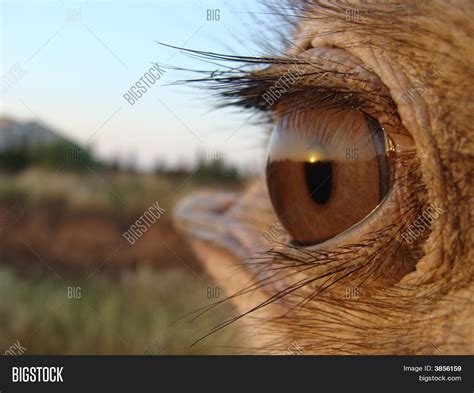 Sunset Ostrich Eye Image & Photo (Free Trial) | Bigstock