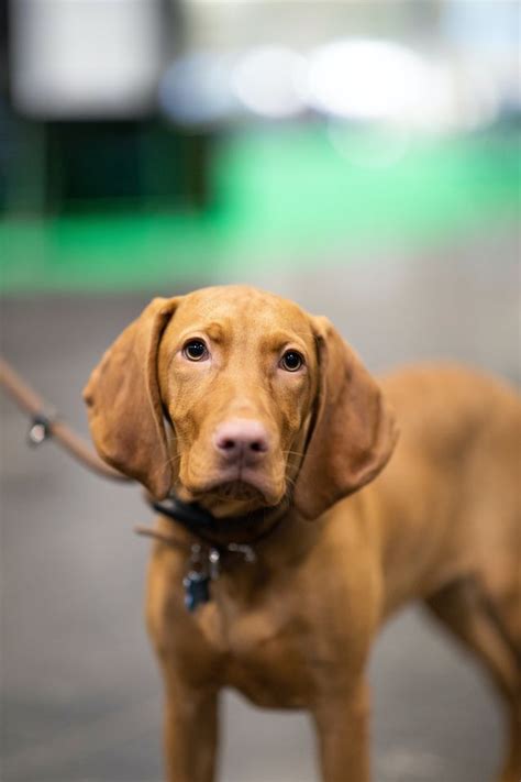 Hungarian Vizslas Facts Personality Temperament Size