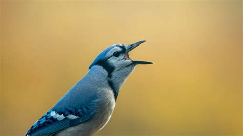 What Do Blue Jays Sound Like?