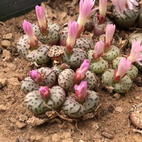 Conophytum Obcordellum Spectabile 1452 41 Mesa Garden