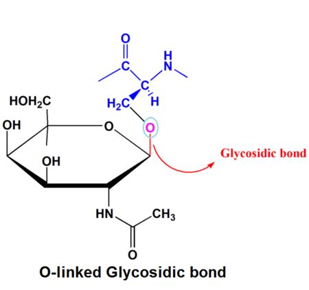 Glycosidic Bond | Definition & Types - Lesson | Study.com