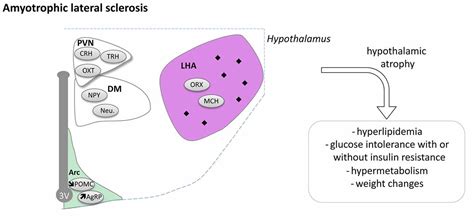 Frontiers Hypothalamic Alterations In Neurodegenerative Diseases And