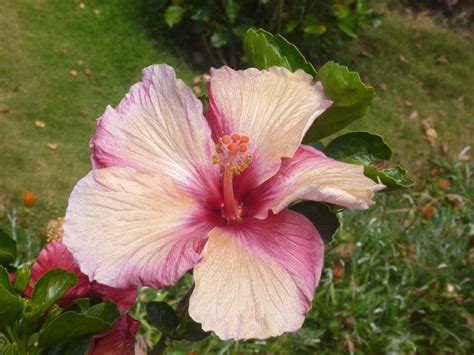 Free picture: hibiscus, flower, blossom, garden, pistil, plant, petal