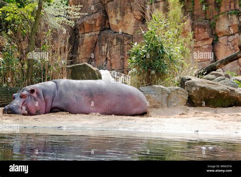 Sleeping Hippo At The Edge Of The Pool Hippopotamus Amphibius Stock