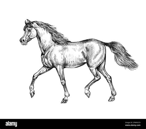 Caballos Corriendo Para Dibujar Imágenes De Stock En Blanco Y Negro Alamy