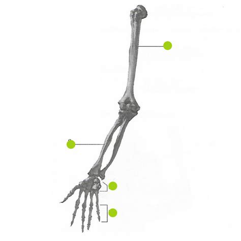 Abeka 10th Grade Biology Quiz 8 Diagram Quizlet