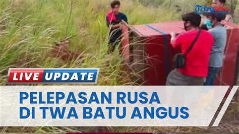 Rusa Timorensis Dilepasliarkan Di Taman Wisata Alam Batu Angus Bitung