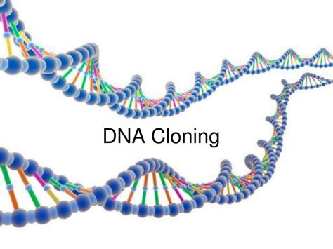 Ppt Dna Cloning Powerpoint Presentation Free Download Id5407111