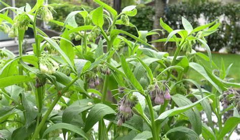 Leçon de jardin Leçon de jardin du 27 mai 2017 Jean Paul Lauter