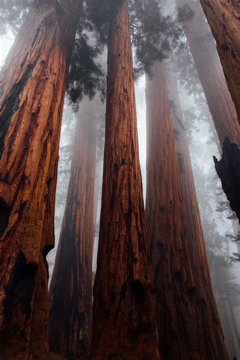 Sequoia national forest us – Artofit