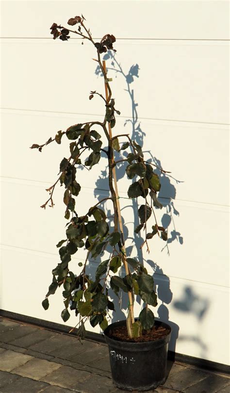 Buk Pospolity Purple Fountain Fagus Sylvatica Purple Fountain