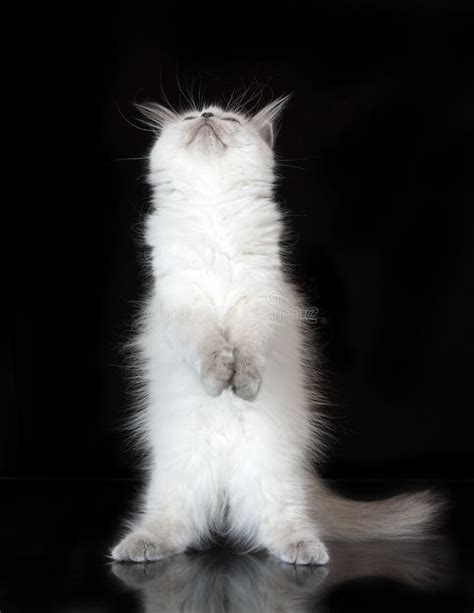 Funny Fluffy Cat Posing On Black Stock Photo - Image of cats, fluffy ...