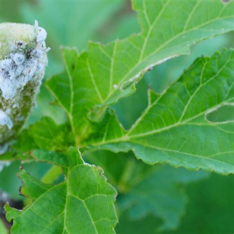 Mealybugs - Environmental Factor