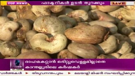 10 Tonnes Of Cashew Reaches Kollam Cashew Corporation Office Youtube