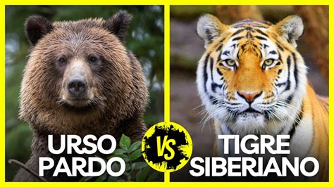 Tigre Siberiano Vs Urso Pardo Quem Venceria Youtube