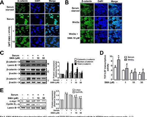 Figure 2 From The Anti Tumor Activity Of Succinyl Macrolactin A Is