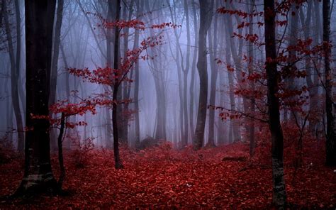 Red fog – Artofit