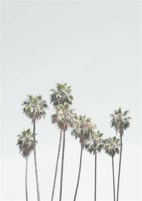 Cali Palms Wallpaper