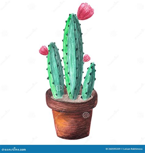 Watercolor Hand-drawn Illustration with Cactus. Watercolor Cactus ...