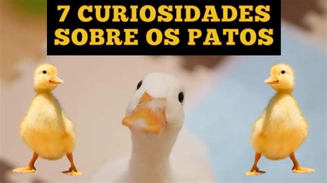 Curiosidades Sobre Os Patos Veja Antes De Adotar Um Pato Youtube