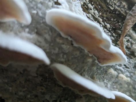 Shelf Fungi From Liberty Township IN USA On July 15 2023 At 03 25 PM