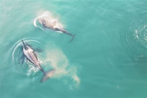 Orca Whales Kill Great White Shark In Mossel Bay Video