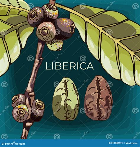 Liberica Coffee, Plant, Grain Dark Background Cartoon Vector ...