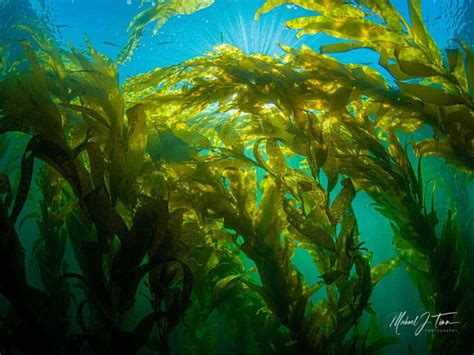 San Diego Kelp Forests: A Guide to La Jolla and Point Loma