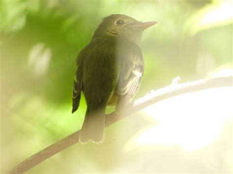 Yellow Bellied Flycatcher