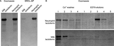 Differential Binding Of Srcl To Milk And Neutrophil Lactoferrin A