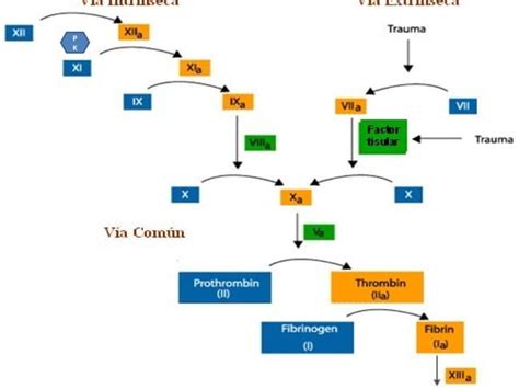 Trastornos De La Hemostasia Ppt Descarga Gratuita