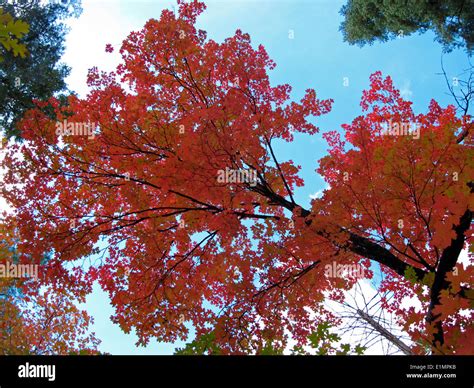 Fall Colors in West Fork – 2010 Stock Photo - Alamy