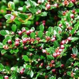 Buy Cotoneaster Horizontalis Seeds Rarexoticseeds