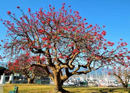 Naked Coral Tree Santa Barbara Beautiful