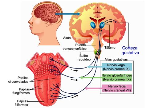 Qu Es El Gusto Anatom A Fisiolog A Y Los Tipos De Sabores
