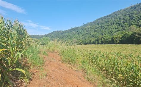 Batalh O Ambiental Da Brigada Militar Flagra Metros Quadrados