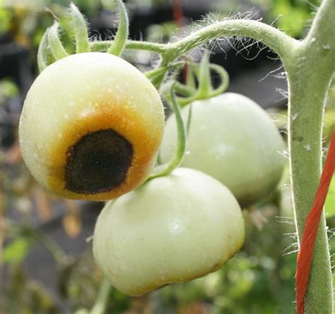 Common Tomato Diseases And Disorders Got Pests Board Of Pesticides