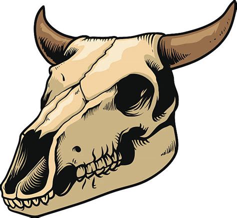 Royalty Free Steer Skull Clip Art, Vector Images & Illustrations - iStock