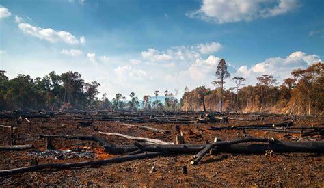 50 Facts About Deforestation You Must Know - Facts.net