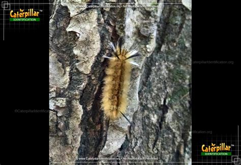 Banded Tussock Moth Caterpillar