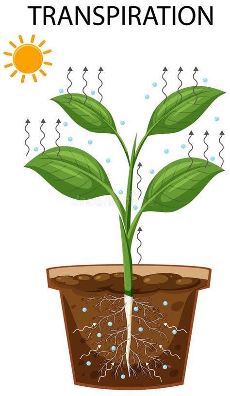 Science Transpiration in Plants Stock Vector - Illustration of school ...