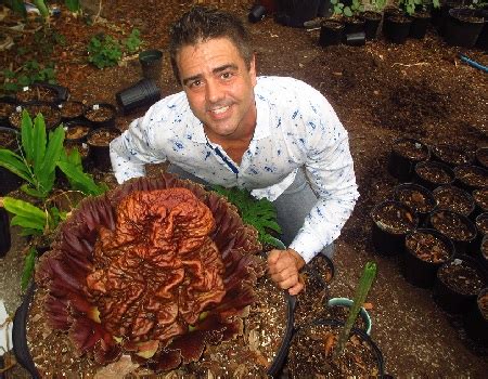 Amorphophallus paeoniifolius - Randy's Tropical Plants