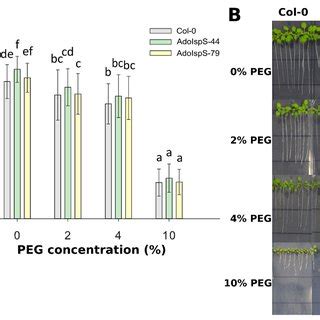 Effect Of Peg Induced Osmotic And Water Limitation Stress On Root