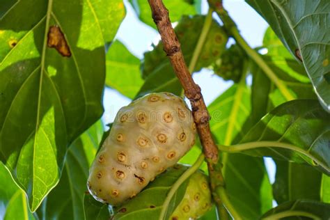 Buah Mengkudu Or Noni Fruit Morinda Citrifolia It Is Also Known As